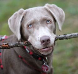 Hund mit Stock, Uwe Schlick/pixelio
